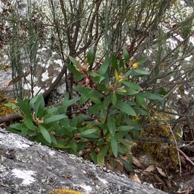 Persoonia silvatica (Forest Geebung) at Tinderry Nature Reserve - 4 Nov 2023 by Tapirlord