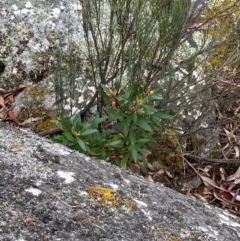 Persoonia silvatica at Tinderry Nature Reserve - 5 Nov 2023 10:38 AM