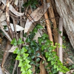 Asplenium flabellifolium (Necklace Fern) at Tinderry Nature Reserve - 4 Nov 2023 by Tapirlord