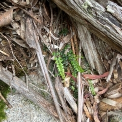 Asplenium flabellifolium at Tinderry Nature Reserve - 5 Nov 2023 10:29 AM