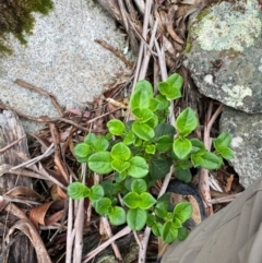 Coprosma hirtella (Currant Bush) at Tinderry, NSW - 4 Nov 2023 by Tapirlord