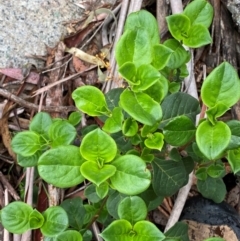 Coprosma hirtella at Tinderry Nature Reserve - 5 Nov 2023