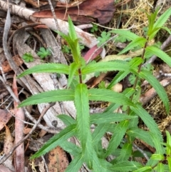 Veronica derwentiana subsp. derwentiana (Derwent Speedwell) at Tinderry Nature Reserve - 5 Nov 2023 by Tapirlord