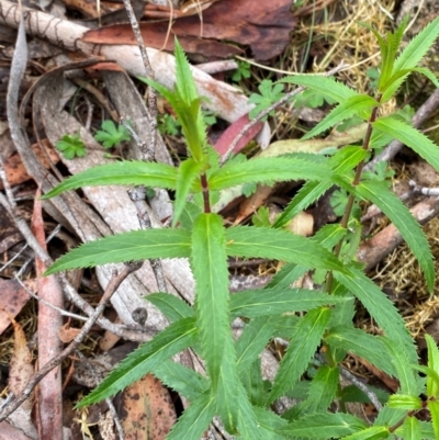 Veronica derwentiana subsp. derwentiana (Derwent Speedwell) at Tinderry Nature Reserve - 5 Nov 2023 by Tapirlord