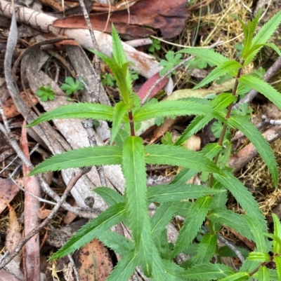 Veronica derwentiana subsp. derwentiana (Derwent Speedwell) at Tinderry Nature Reserve - 4 Nov 2023 by Tapirlord