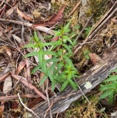 Veronica derwentiana subsp. derwentiana at Tinderry Nature Reserve - 5 Nov 2023 10:24 AM