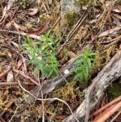 Veronica derwentiana subsp. derwentiana at Tinderry Nature Reserve - 5 Nov 2023