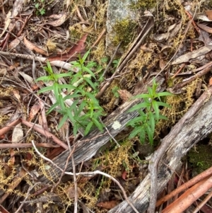 Veronica derwentiana subsp. derwentiana at Tinderry Nature Reserve - 5 Nov 2023 10:24 AM