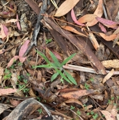 Senecio prenanthoides (Common Forest Fireweed) at Tinderry Nature Reserve - 5 Nov 2023 by Tapirlord