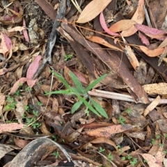 Senecio prenanthoides (Common Forest Fireweed) at Tinderry Nature Reserve - 4 Nov 2023 by Tapirlord