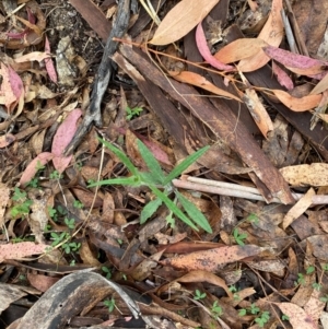 Senecio prenanthoides at Tinderry Nature Reserve - 5 Nov 2023 10:05 AM