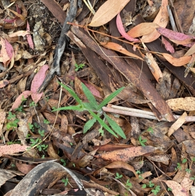 Senecio prenanthoides (Common Forest Fireweed) at Tinderry Nature Reserve - 5 Nov 2023 by Tapirlord