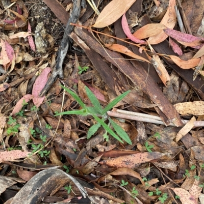 Senecio prenanthoides (Common Forest Fireweed) at Tinderry Nature Reserve - 4 Nov 2023 by Tapirlord