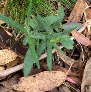 Senecio prenanthoides at Tinderry Nature Reserve - 5 Nov 2023 10:05 AM