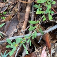 Hibbertia obtusifolia (Grey Guinea-flower) at Tinderry Nature Reserve - 4 Nov 2023 by Tapirlord