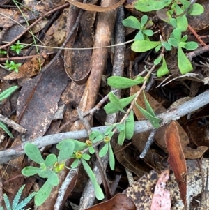 Hibbertia obtusifolia at Tinderry Nature Reserve - 5 Nov 2023