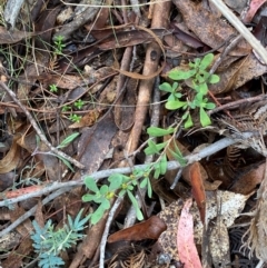 Hibbertia obtusifolia at Tinderry Nature Reserve - 5 Nov 2023 10:04 AM