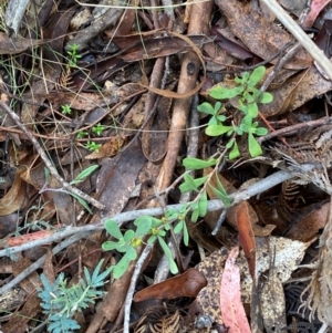 Hibbertia obtusifolia at Tinderry Nature Reserve - 5 Nov 2023