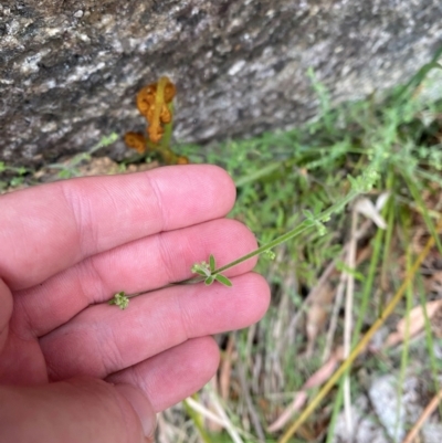 Galium polyanthum (Rockpile Bedstraw) at QPRC LGA - 5 Nov 2023 by Tapirlord