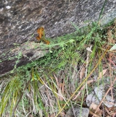 Galium polyanthum at Tinderry Nature Reserve - 5 Nov 2023