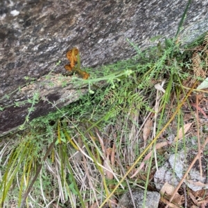 Galium polyanthum at Tinderry Nature Reserve - 5 Nov 2023