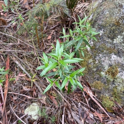 Ozothamnus stirlingii (Ovens Everlasting) at Tinderry Nature Reserve - 5 Nov 2023 by Tapirlord