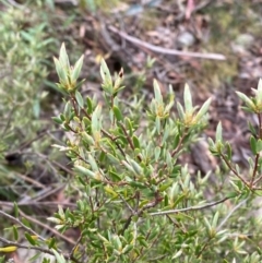 Monotoca scoparia (Broom Heath) at Tinderry Nature Reserve - 5 Nov 2023 by Tapirlord