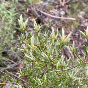 Monotoca scoparia at Tinderry Nature Reserve - 5 Nov 2023