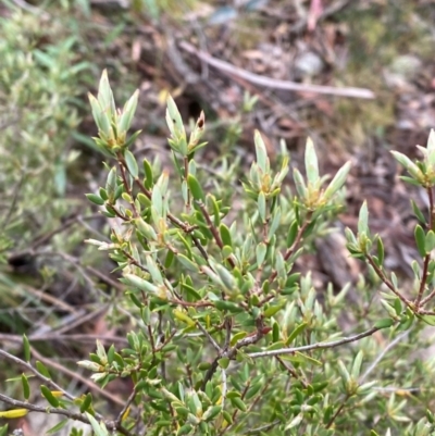 Monotoca scoparia (Broom Heath) at Tinderry Nature Reserve - 5 Nov 2023 by Tapirlord