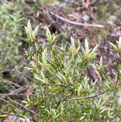 Monotoca scoparia (Broom Heath) at Tinderry Nature Reserve - 5 Nov 2023 by Tapirlord