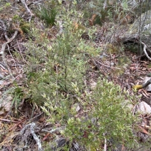 Monotoca scoparia at Tinderry Nature Reserve - 5 Nov 2023