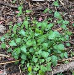 Urtica incisa (Stinging Nettle) at Tinderry Nature Reserve - 5 Nov 2023 by Tapirlord