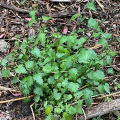 Urtica incisa (Stinging Nettle) at Tinderry, NSW - 4 Nov 2023 by Tapirlord