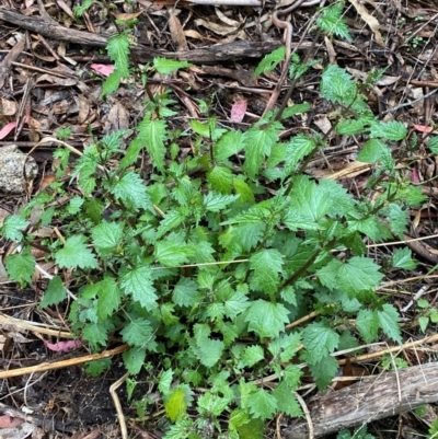Urtica incisa (Stinging Nettle) at Tinderry Nature Reserve - 5 Nov 2023 by Tapirlord