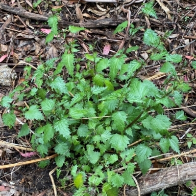 Urtica incisa (Stinging Nettle) at Tinderry Nature Reserve - 4 Nov 2023 by Tapirlord