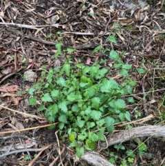 Urtica incisa at Tinderry Nature Reserve - 5 Nov 2023