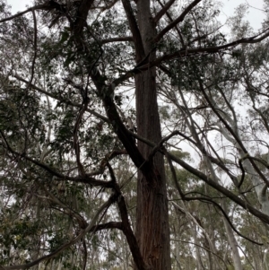 Eucalyptus fastigata at Tinderry Nature Reserve - 5 Nov 2023 09:48 AM