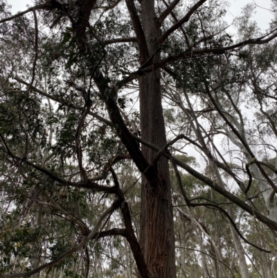 Eucalyptus fastigata (Brown Barrel) at Tinderry Nature Reserve - 5 Nov 2023 by Tapirlord