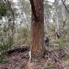 Eucalyptus fastigata at Tinderry Nature Reserve - 5 Nov 2023 09:48 AM