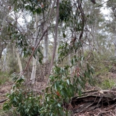 Eucalyptus fastigata at Tinderry Nature Reserve - 5 Nov 2023 09:48 AM