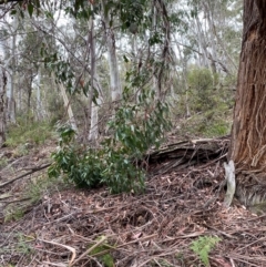 Eucalyptus fastigata at Tinderry Nature Reserve - 5 Nov 2023 09:48 AM