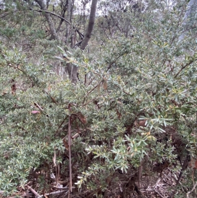 Leptospermum lanigerum (Woolly Teatree) at Tinderry Nature Reserve - 4 Nov 2023 by Tapirlord