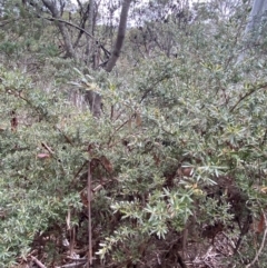 Leptospermum lanigerum at Tinderry Nature Reserve - 5 Nov 2023
