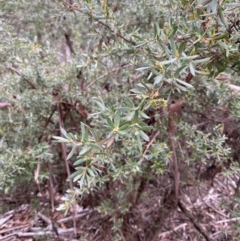 Leptospermum lanigerum at Tinderry Nature Reserve - 5 Nov 2023