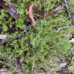 Acrotriche serrulata (Ground-berry) at Tinderry Nature Reserve - 5 Nov 2023 by Tapirlord