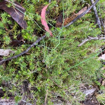 Acrotriche serrulata (Ground-berry) at Tinderry Nature Reserve - 4 Nov 2023 by Tapirlord