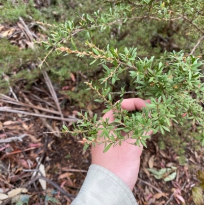 Kunzea peduncularis (Mountain Burgan) at Tinderry, NSW - 4 Nov 2023 by Tapirlord