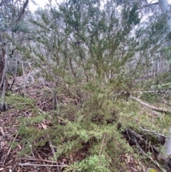 Kunzea peduncularis at Tinderry Nature Reserve - 5 Nov 2023 09:44 AM