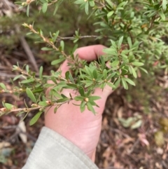 Kunzea peduncularis at Tinderry Nature Reserve - 5 Nov 2023 09:44 AM