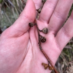 Eucalyptus pauciflora subsp. pauciflora (White Sally, Snow Gum) at Tinderry Nature Reserve - 5 Nov 2023 by Tapirlord